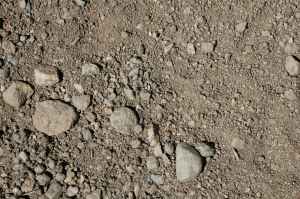Raccoon Track Unshaded