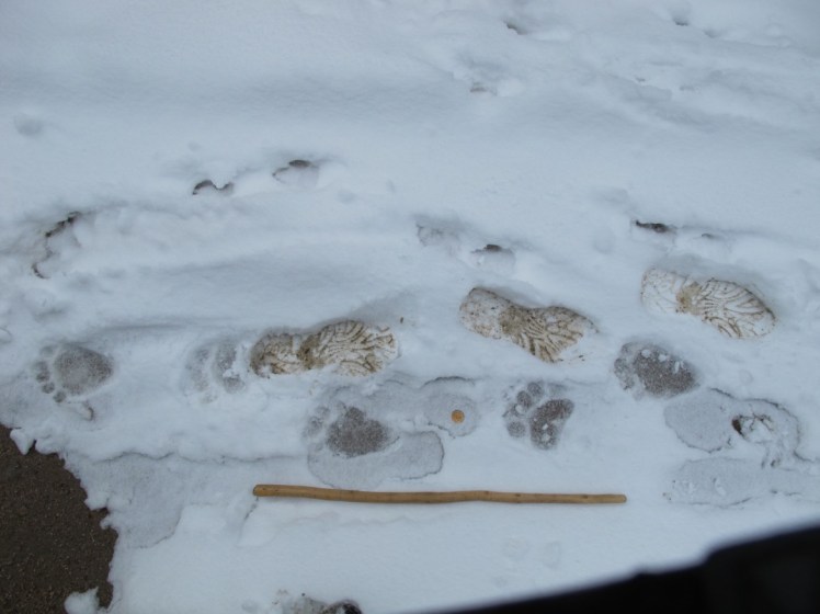 Image of tracks left in snow, young Black Bear then Human, walking in opposite directions.