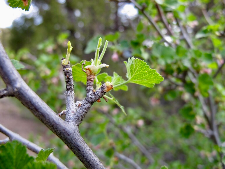 Moose sign ... Browsing on Aspen leaves