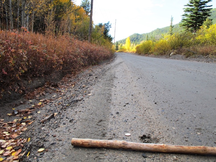 Deer and tire tracks on wet dirt road