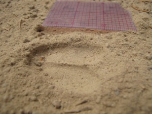 Image of Deer Track - Made While Walking