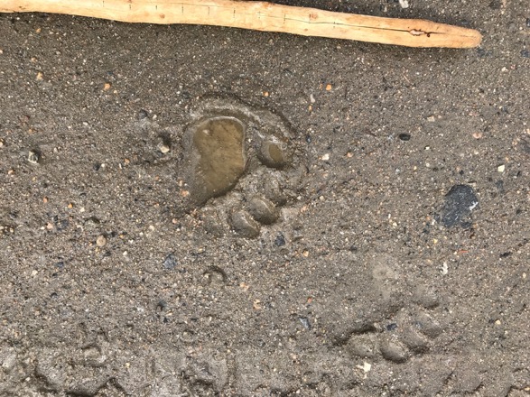 Photo of Black Bear track made while changing direction of travel.