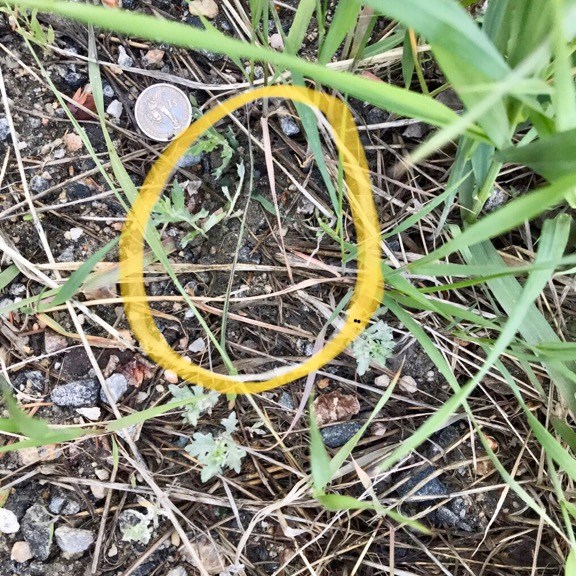 Photo: Deer Track - Bruised grass, distorted stems, depressed rock, dirt on grass blade
