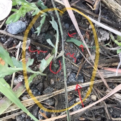 Photo of Deer Track - Bruised grass, distorted stems, depressed rock, dirt on grass blade